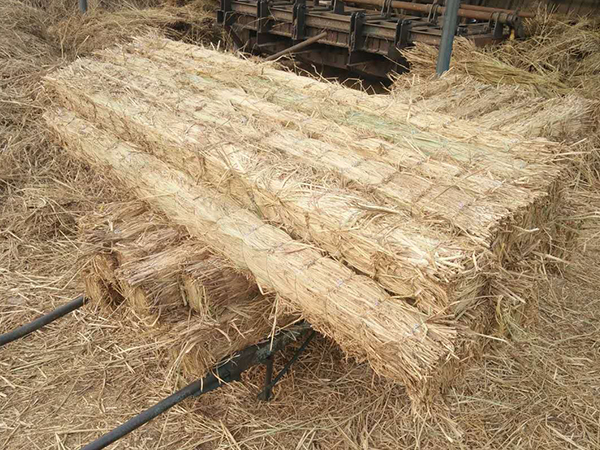 使用條形草支墊，原來還有這些效果！