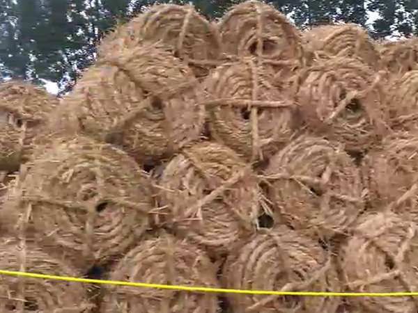條形草支墊有哪些不足之處？